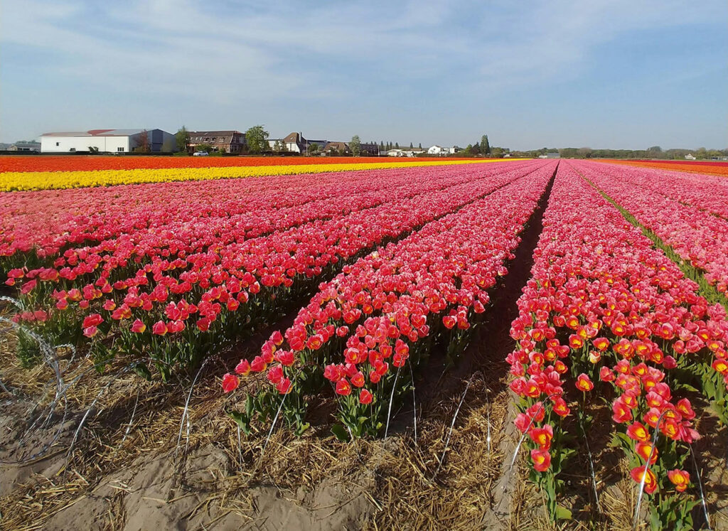 Amsterdam tulip tours
