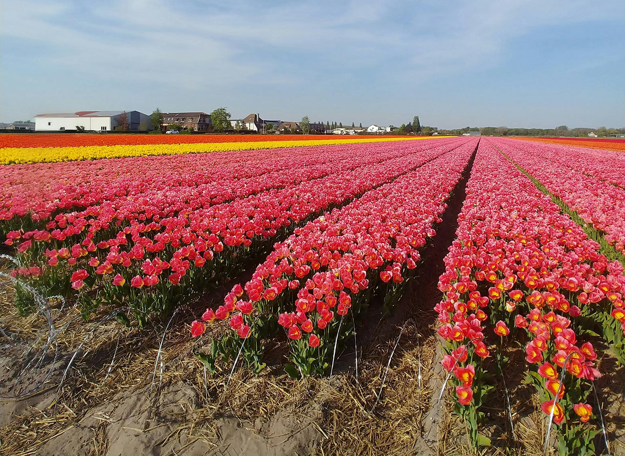 Amsterdam Tulip Tours