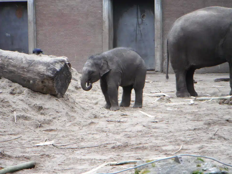 Artis Royal Zoo Amsterdam